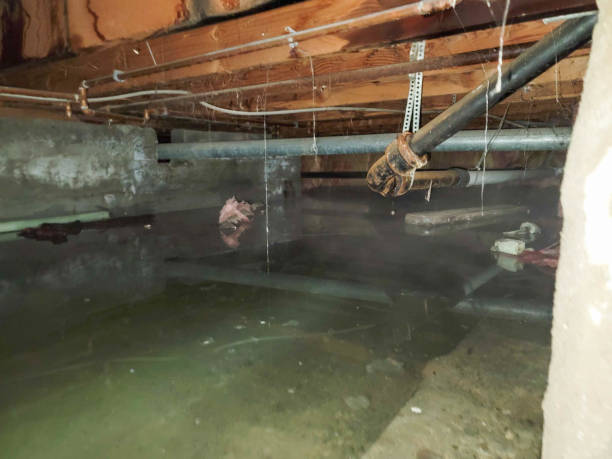Best Local water damage restoration  in Edenton, NC